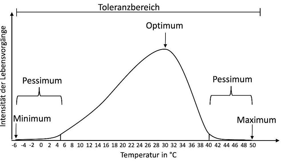 Toleranzkurve: Intensität der Lebensvorgänge vs. Temperatur, Optimum bei ~30°C, Pessima an beiden Seiten.